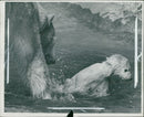 Animal Polar Bear: - Vintage Photograph