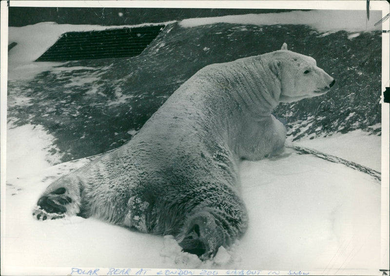 Animal Polar Bear: - Vintage Photograph