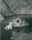 Polar bear: brumas braves. - Vintage Photograph