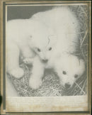 Polar bear: - Vintage Photograph