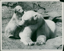 Polar bear: brumas and the heat are too. - Vintage Photograph
