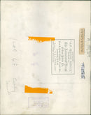 Polar bear: enjoying the coolness. - Vintage Photograph