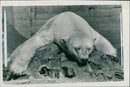 Polar bear in the sun. - Vintage Photograph