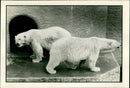 Polar bear: - Vintage Photograph