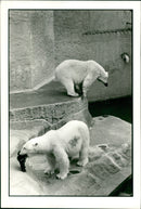 Polar bear: - Vintage Photograph