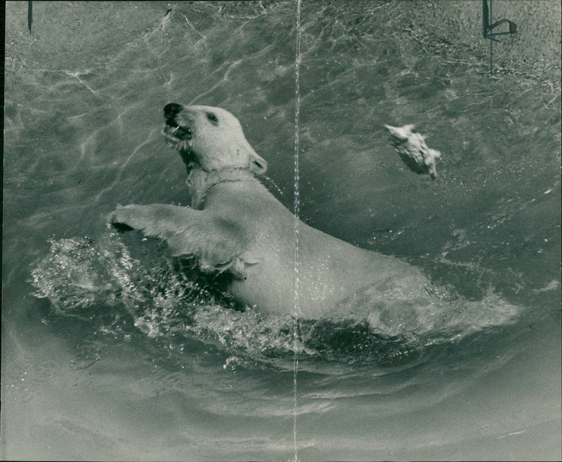 Polar bear: pipaluk is now fully confident. - Vintage Photograph