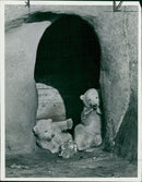 Polar bear: - Vintage Photograph