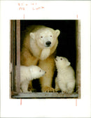 Polar bear: - Vintage Photograph