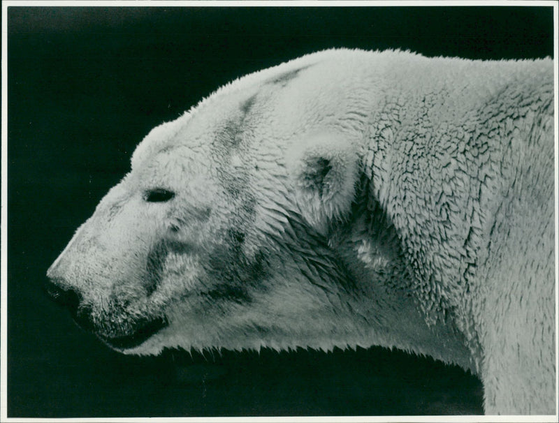 Polar bear: - Vintage Photograph