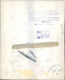 Polar bear: - Vintage Photograph