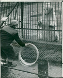 Polar bear: - Vintage Photograph