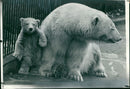 Polar bear: - Vintage Photograph