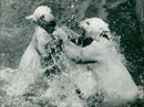 Polar bear: Splashing Good Time - Vintage Photograph