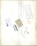 Polar bear: - Vintage Photograph