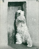 Polar bear: - Vintage Photograph