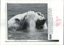 Polar bear: - Vintage Photograph