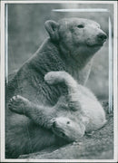 Polar bear: - Vintage Photograph