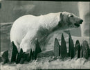 Polar bear: - Vintage Photograph