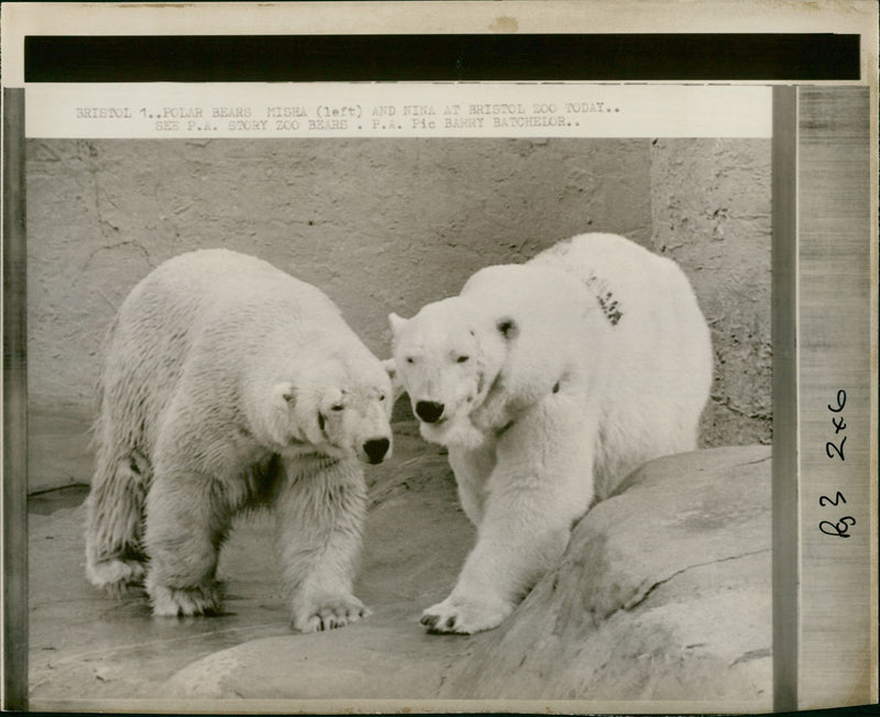 Polar bear: - Vintage Photograph