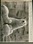 Polar bear: - Vintage Photograph