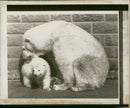 Polar bear: - Vintage Photograph