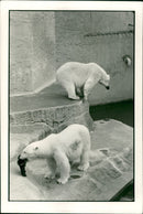 Polar bear: - Vintage Photograph