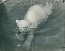 Polar bear: - Vintage Photograph