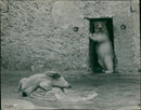 Polar bear: - Vintage Photograph