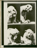 Polar bear: - Vintage Photograph