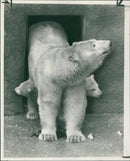 Polar bear: - Vintage Photograph