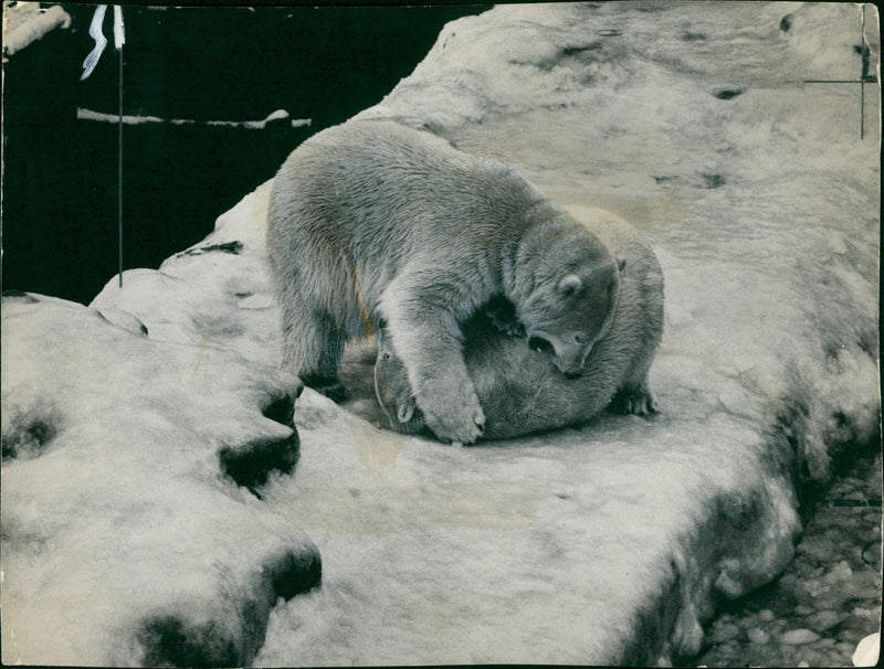 Polar bear: - Vintage Photograph