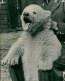 Polar bear: - Vintage Photograph
