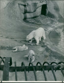 Polar bear: - Vintage Photograph