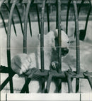 Polar bear: - Vintage Photograph