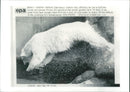 The polar bear: autumn may officially. - Vintage Photograph