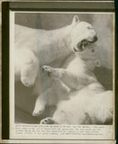 The polar bear: - Vintage Photograph