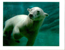 The polar bear: - Vintage Photograph