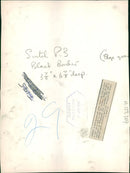 The polar bear: tiros four month old. - Vintage Photograph