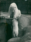 The polar bear: tiros four month old. - Vintage Photograph