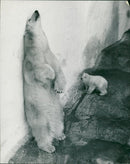 The polar bear: mother and baby bear. - Vintage Photograph