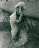The polar bear: mother dear. - Vintage Photograph