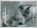The polar bear: brumas and her mother. - Vintage Photograph