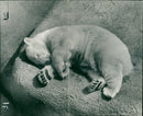 The polar bear: a sleep a swam and back to mother. - Vintage Photograph