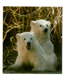 The polar bear: sally and sam. - Vintage Photograph