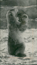 The polar bear: - Vintage Photograph