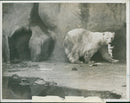 The polar bear: - Vintage Photograph