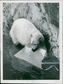 The polar bear: a taste of ice. - Vintage Photograph