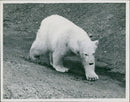 The polar bear:brumas injures a paw. - Vintage Photograph