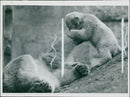 The polar bear: brumas and her mother. - Vintage Photograph