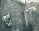 The polar bear:pipaluk declines an invitation. - Vintage Photograph